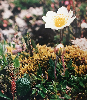 Mountain Aven - Arctic Flower